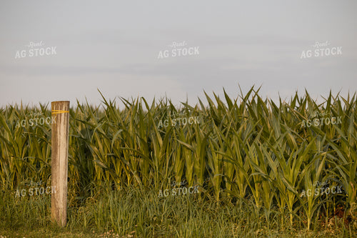 Midseason Corn Field 279014