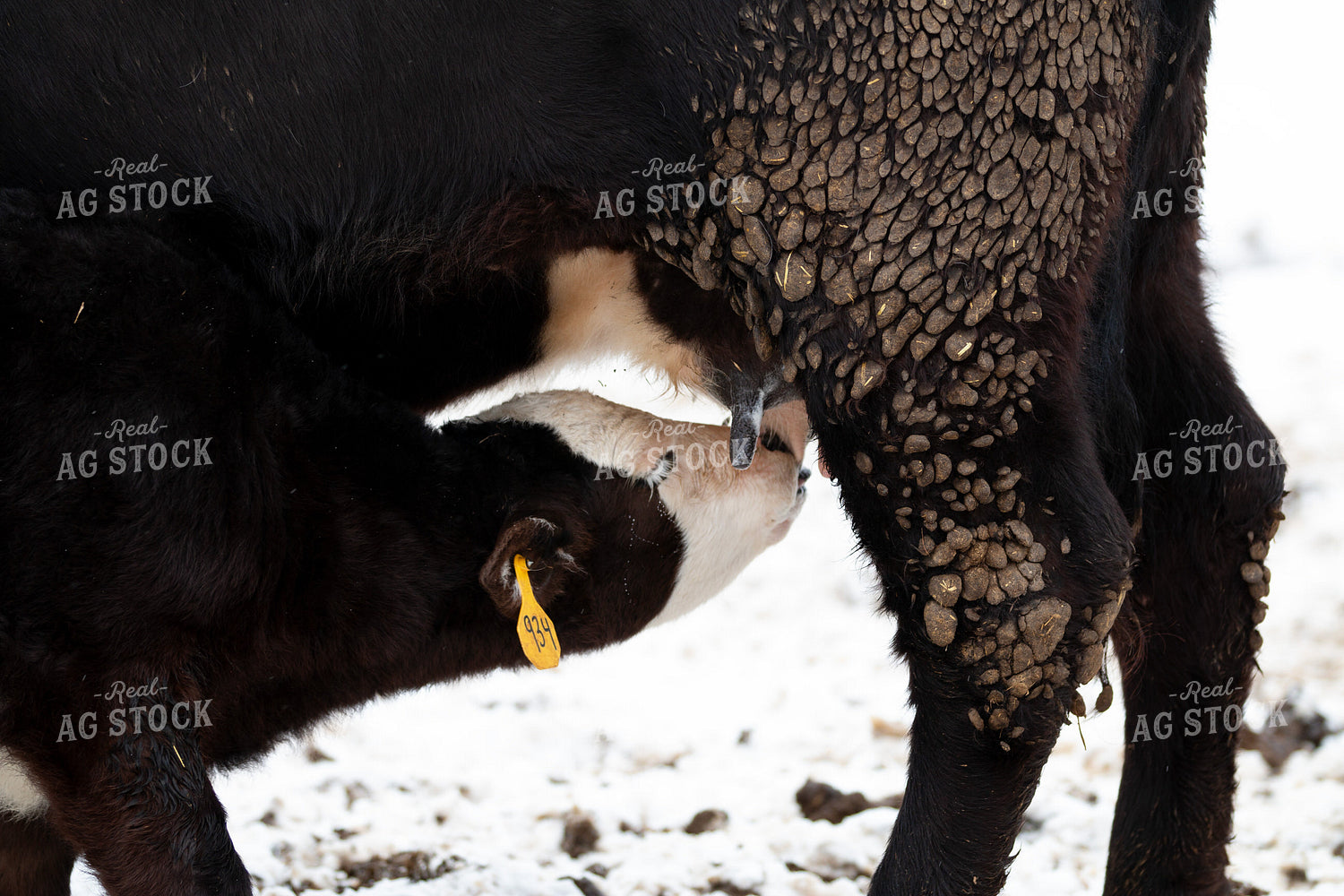Cow Calf Pair Nursing 157207