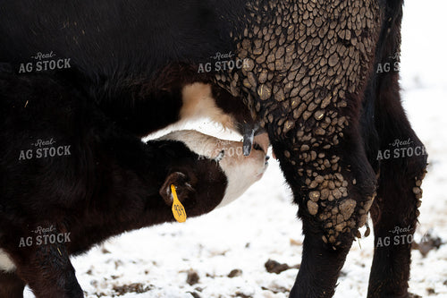 Cow Calf Pair Nursing 157207