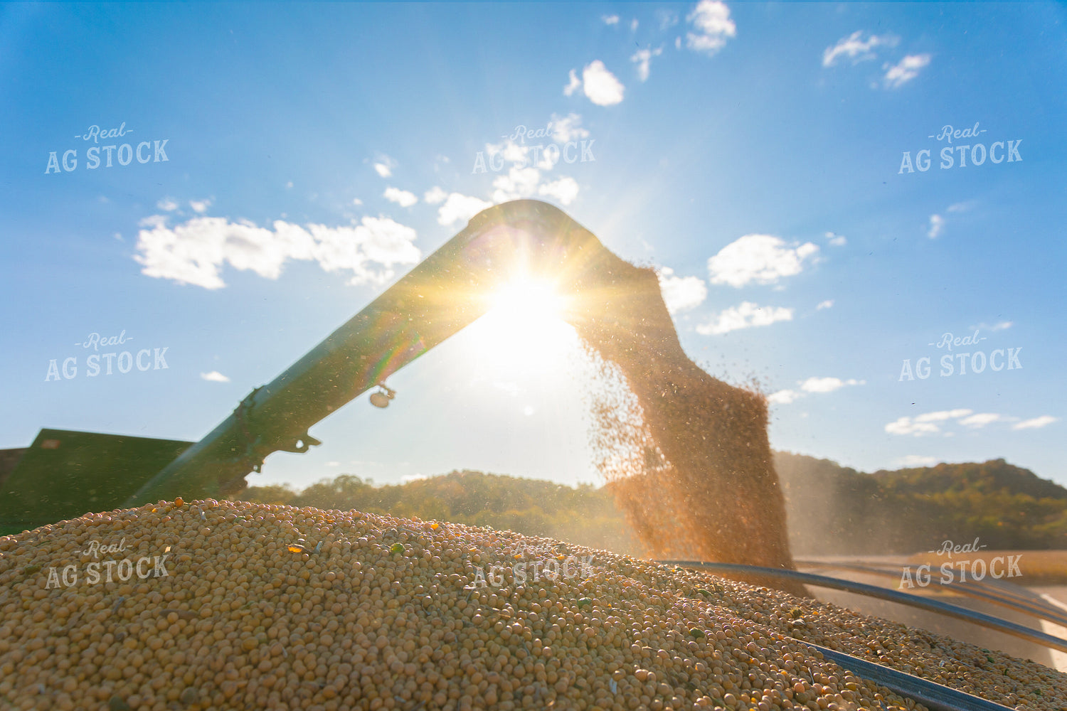 Soybean Harvest 52659