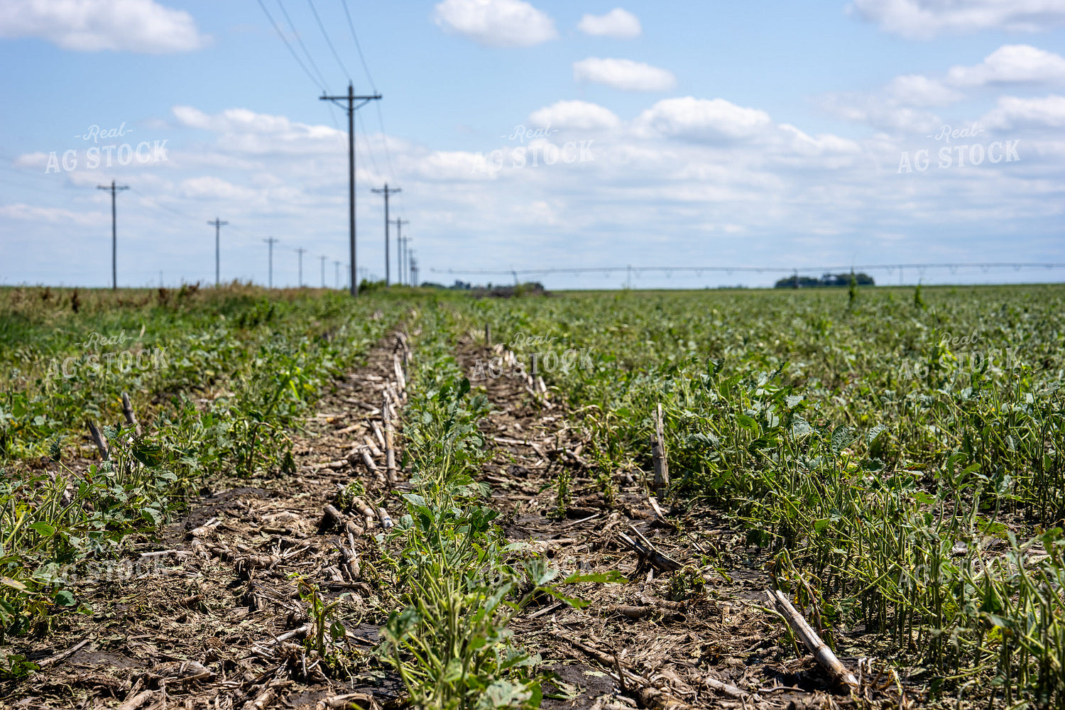Hail Damaged Soybean Field 65908