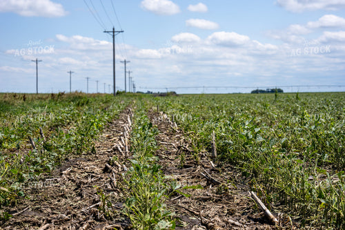 Hail Damaged Soybean Field 65908