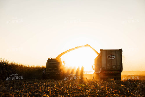 Silage Harvest 152296