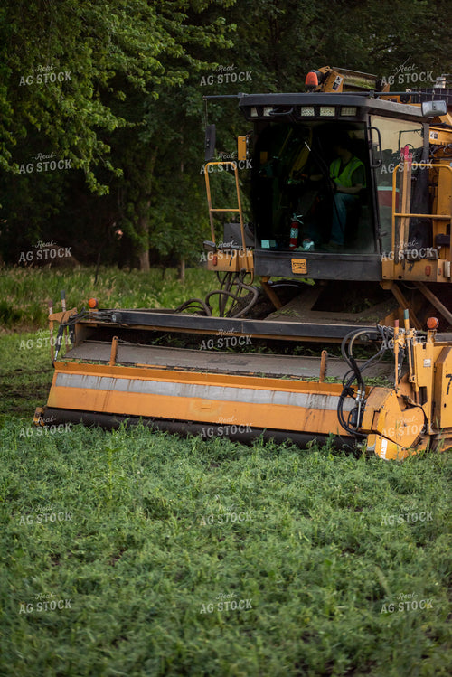 Harvesting Peas 76170