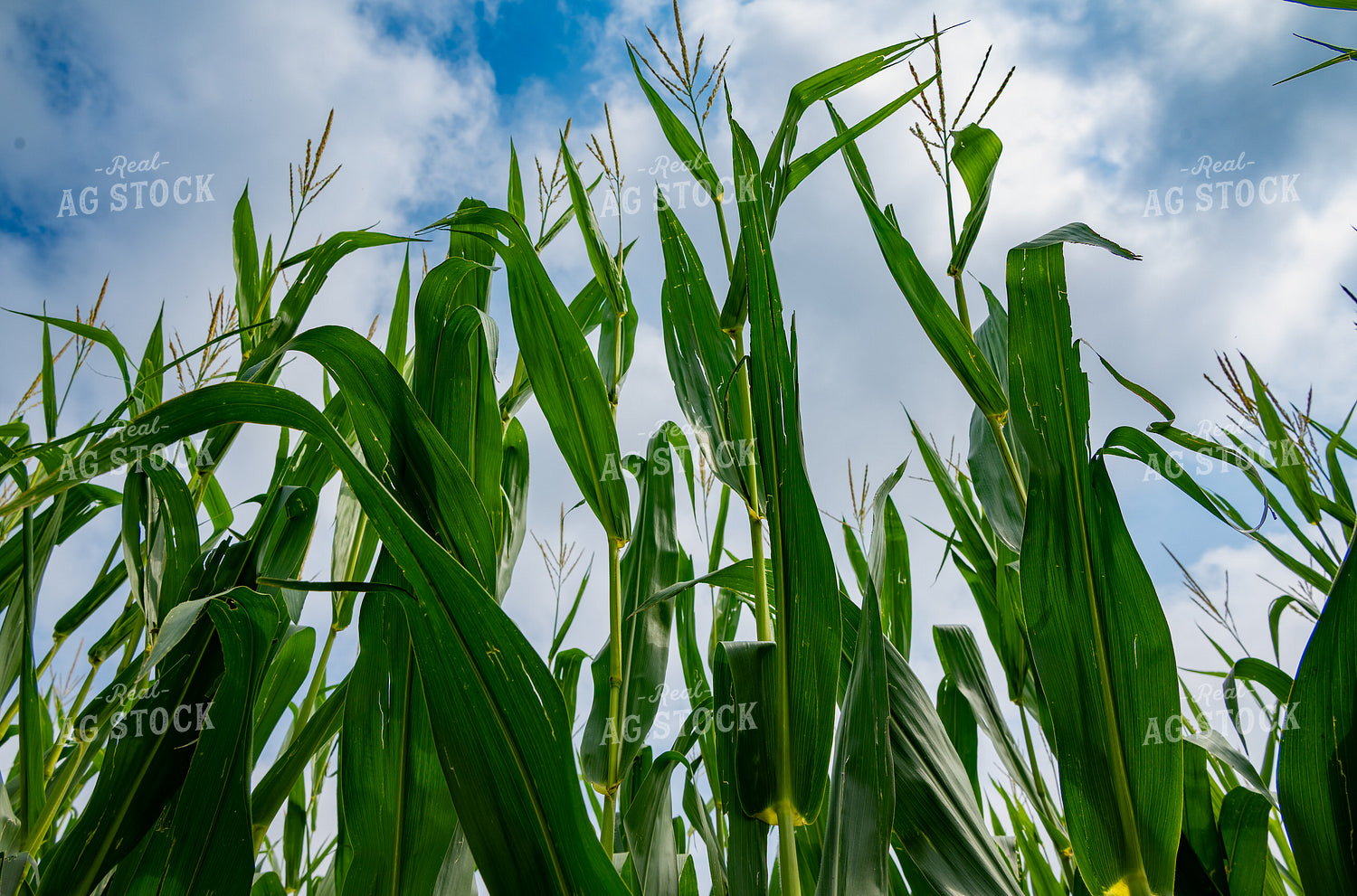 Mid-Season Corn 302061