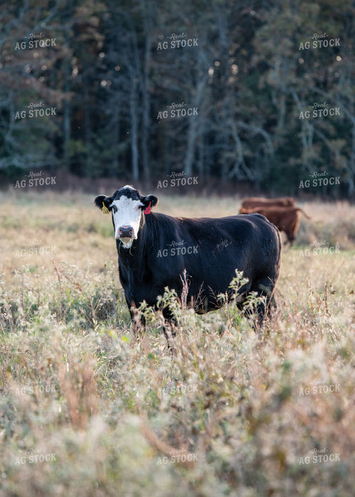 Crossbred Cattle 193047