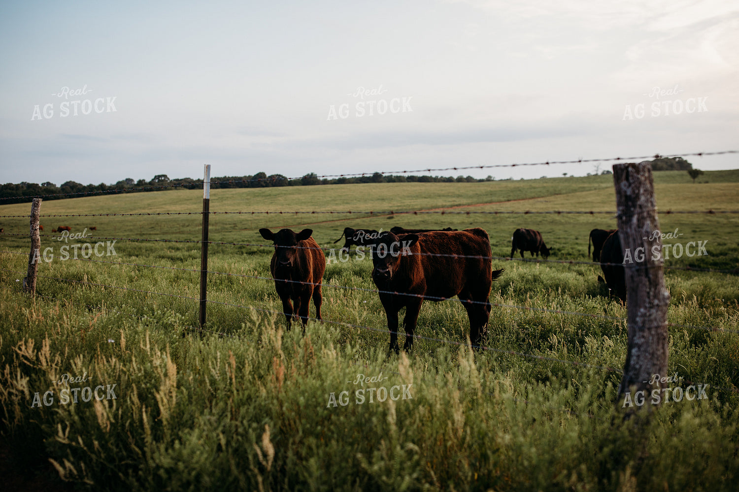 Cattle on Pasture 203034