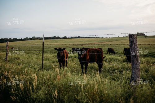 Cattle on Pasture 203034