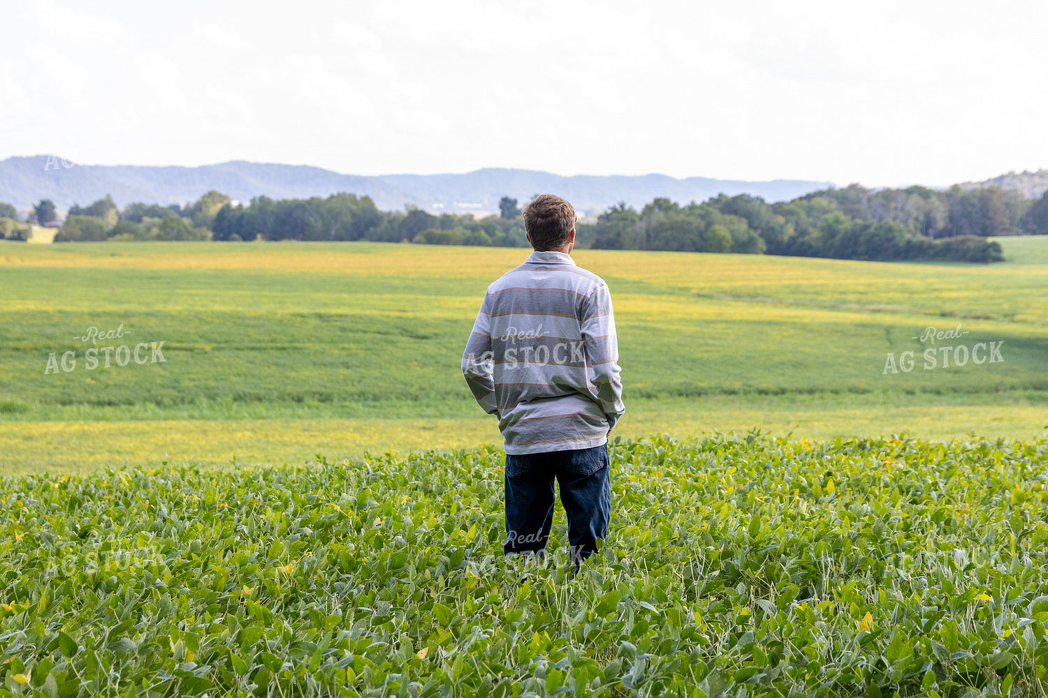 Farmer Standing in Midseason Soybean Field 52313