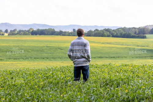 Farmer Standing in Midseason Soybean Field 52313