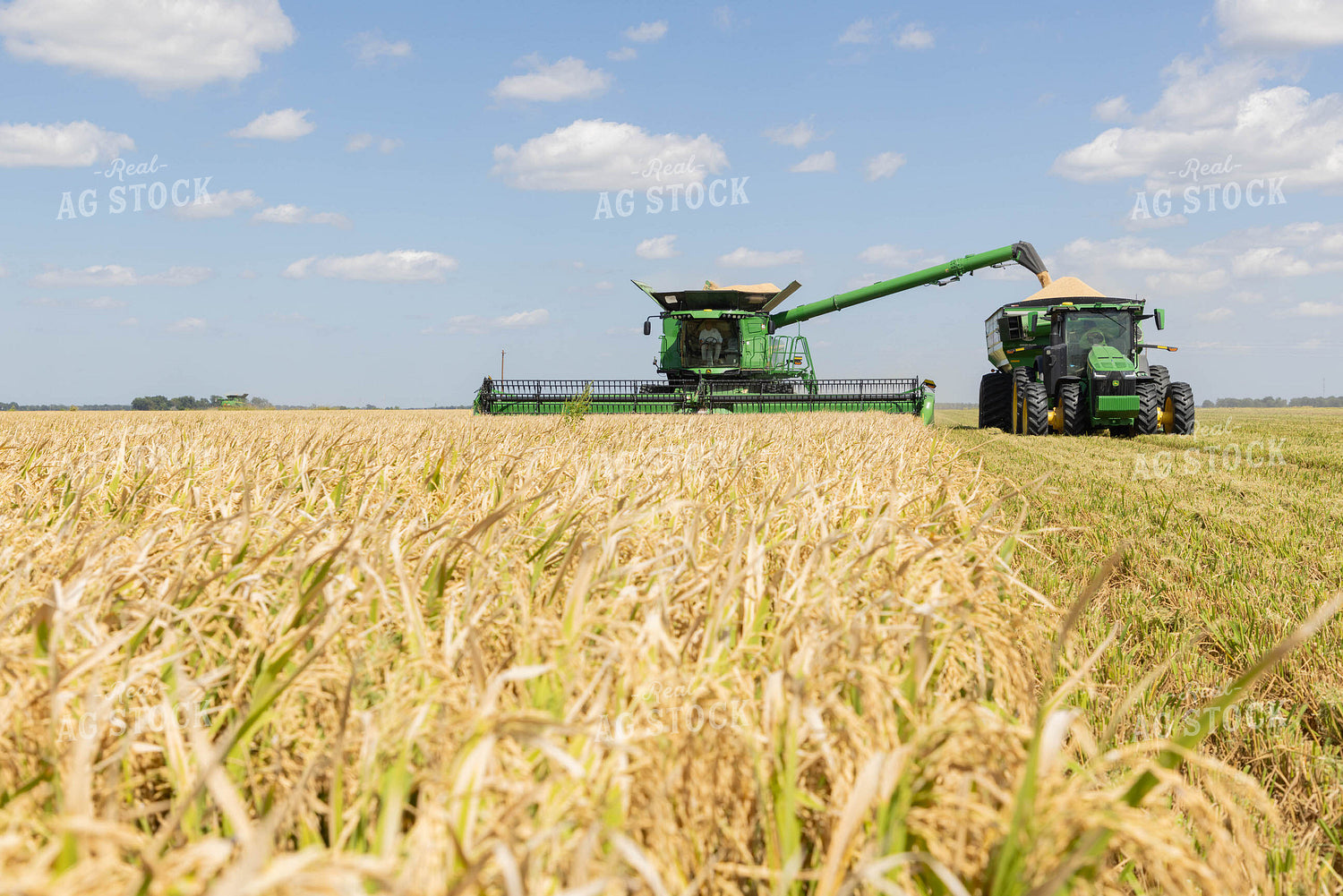 Rice Harvest 79730