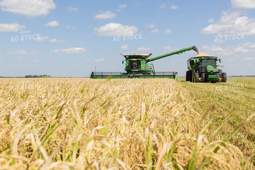 Rice Harvest 79730