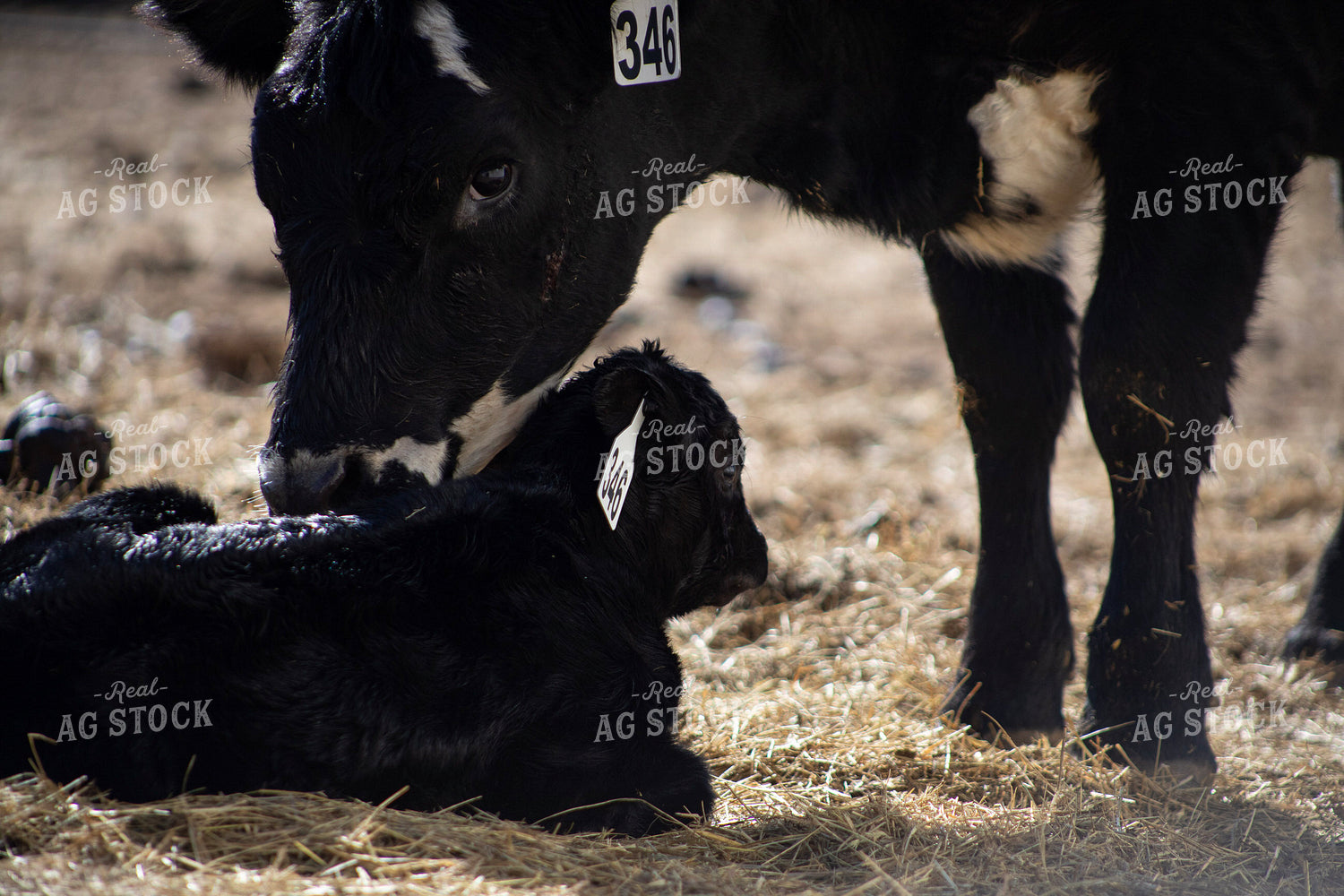 Angus Cow Calf Pair 117278