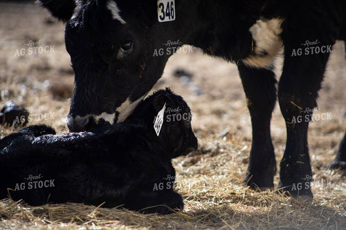 Angus Cow Calf Pair 117278