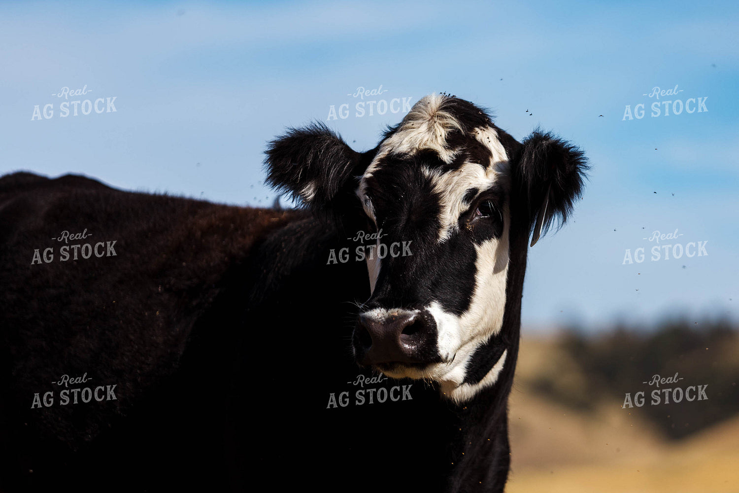 Bred Heifer on Pasture 97185