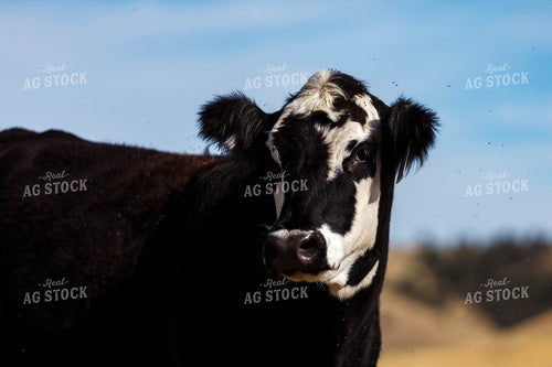 Bred Heifer on Pasture 97185