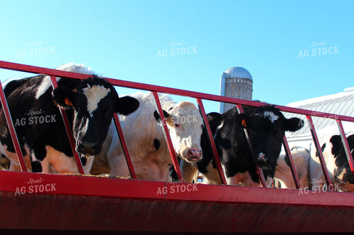 Milk Cows 161070