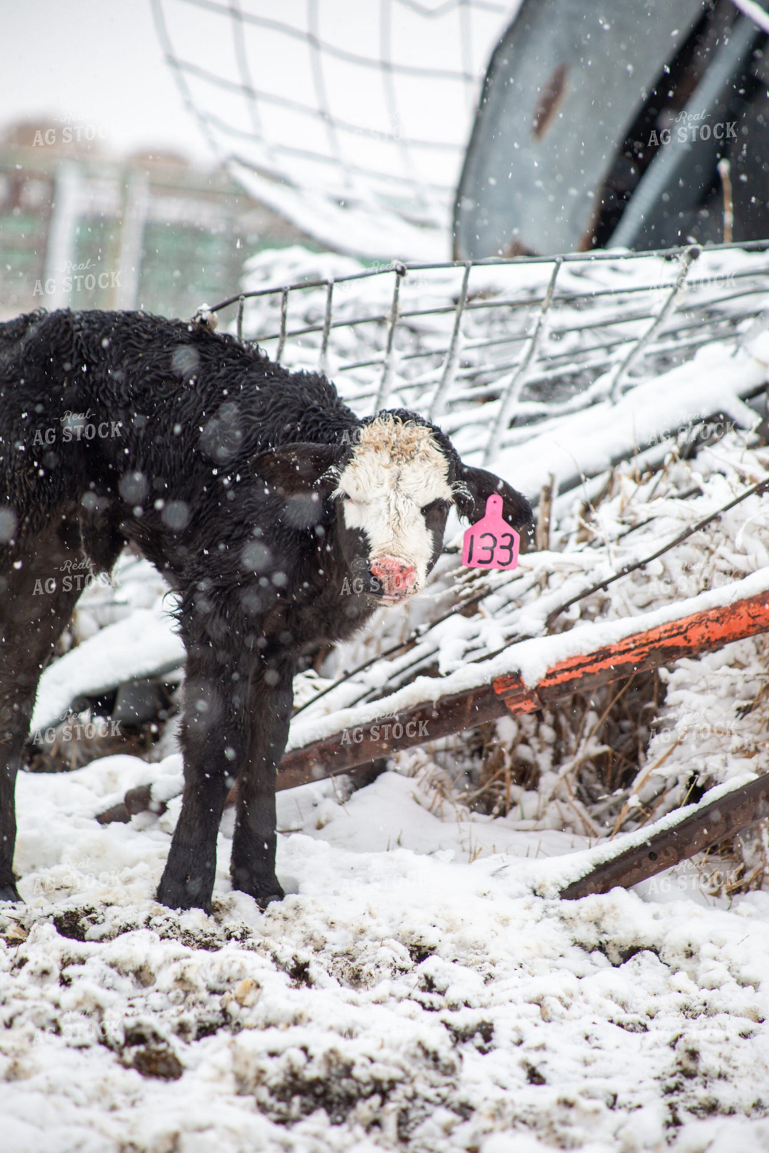 Calf in Snow 155452
