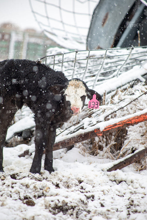 Calf in Snow 155452