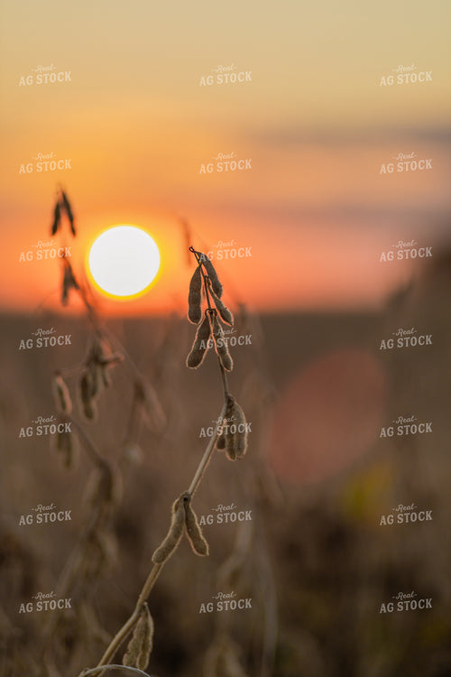 Dried Soybeans at Sunset 93356