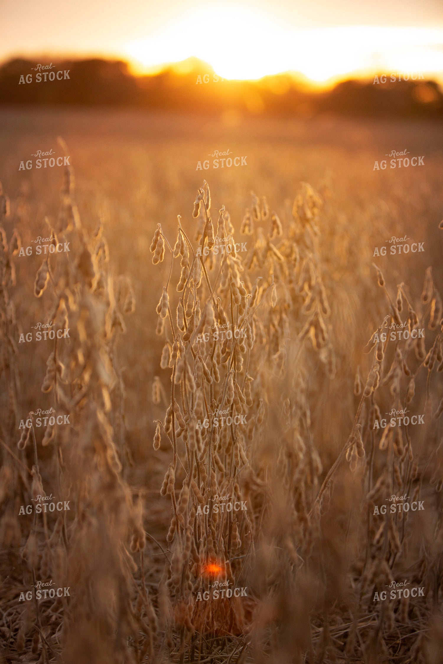 Harvest 2640