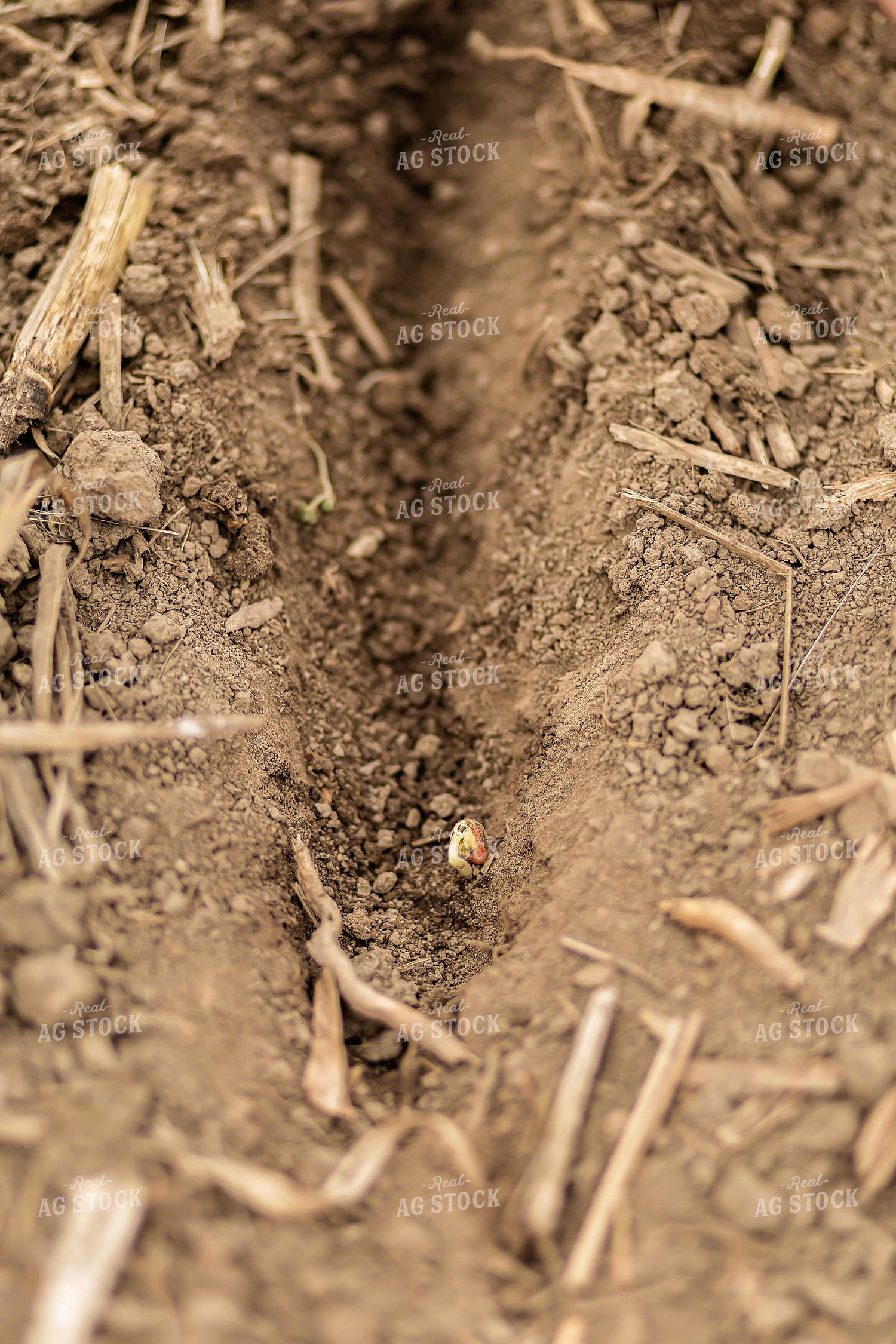 Sprouted Soybean in Furrow 93295