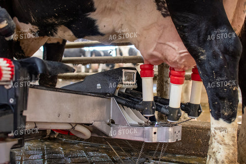 Robotic Milking Unit in Action 271021