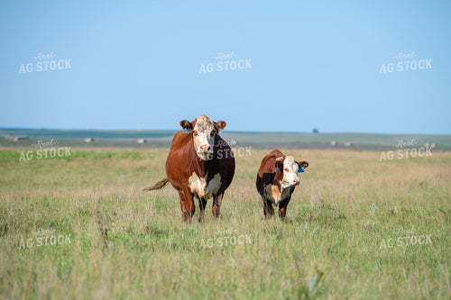 Hereford Cow Calf Pair 212117