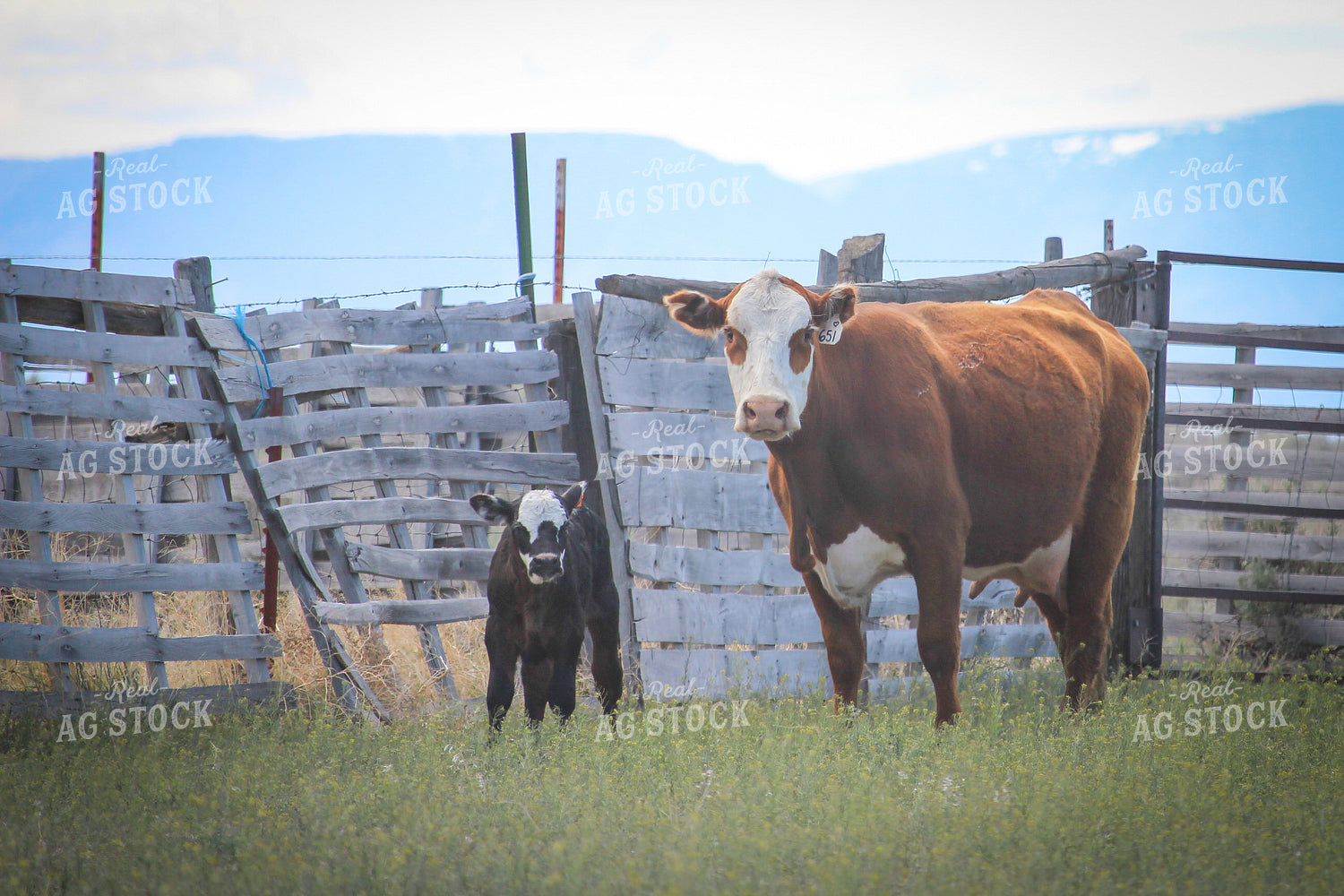 Hereford Calf and Black Baldy Cow 78080