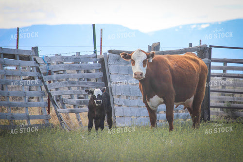 Hereford Calf and Black Baldy Cow 78080
