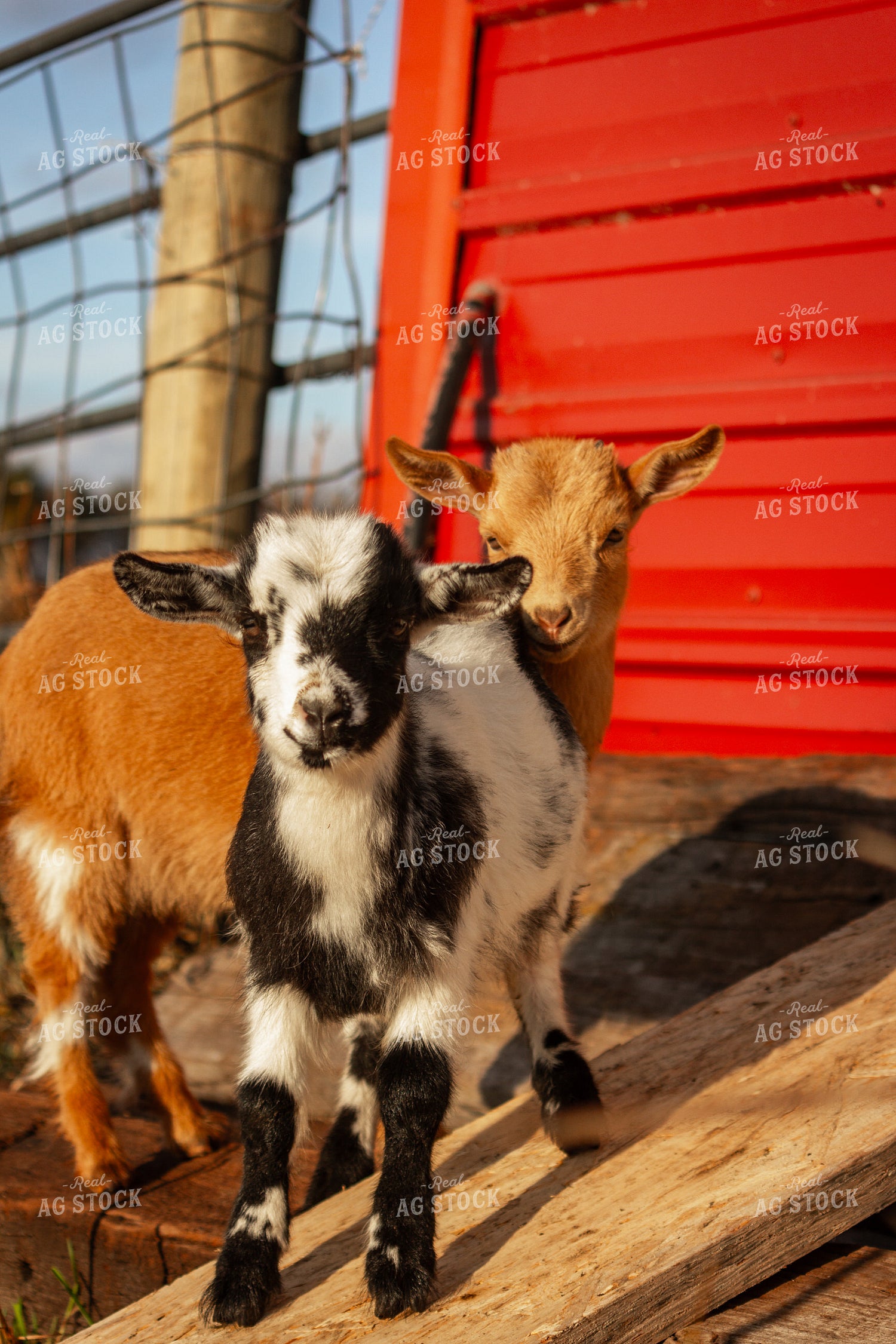 Goats 155089