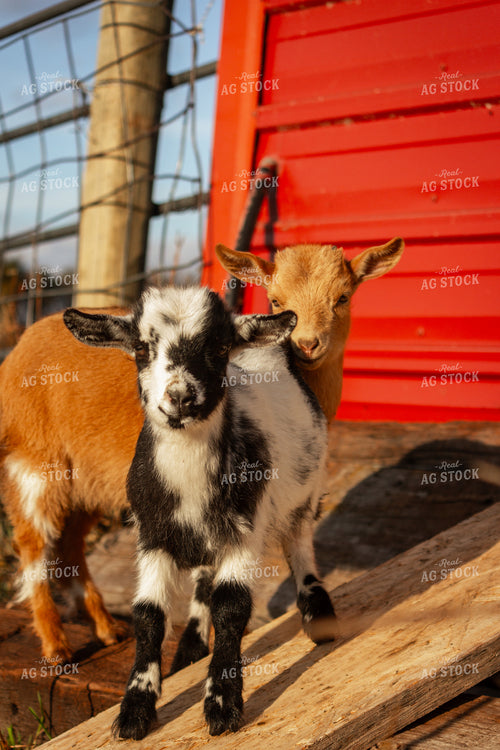 Goats 155089