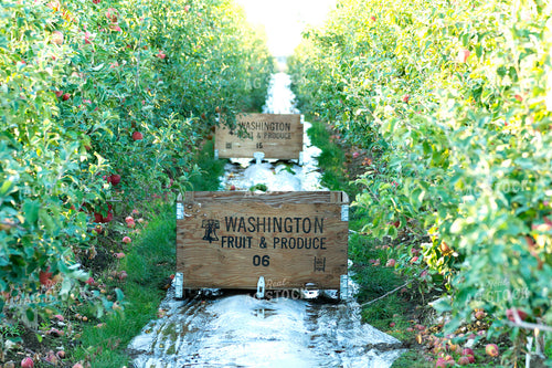 Apple Orchard 146005