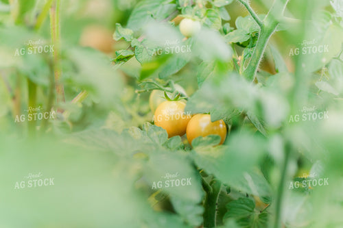 Yellow Tomato 184017