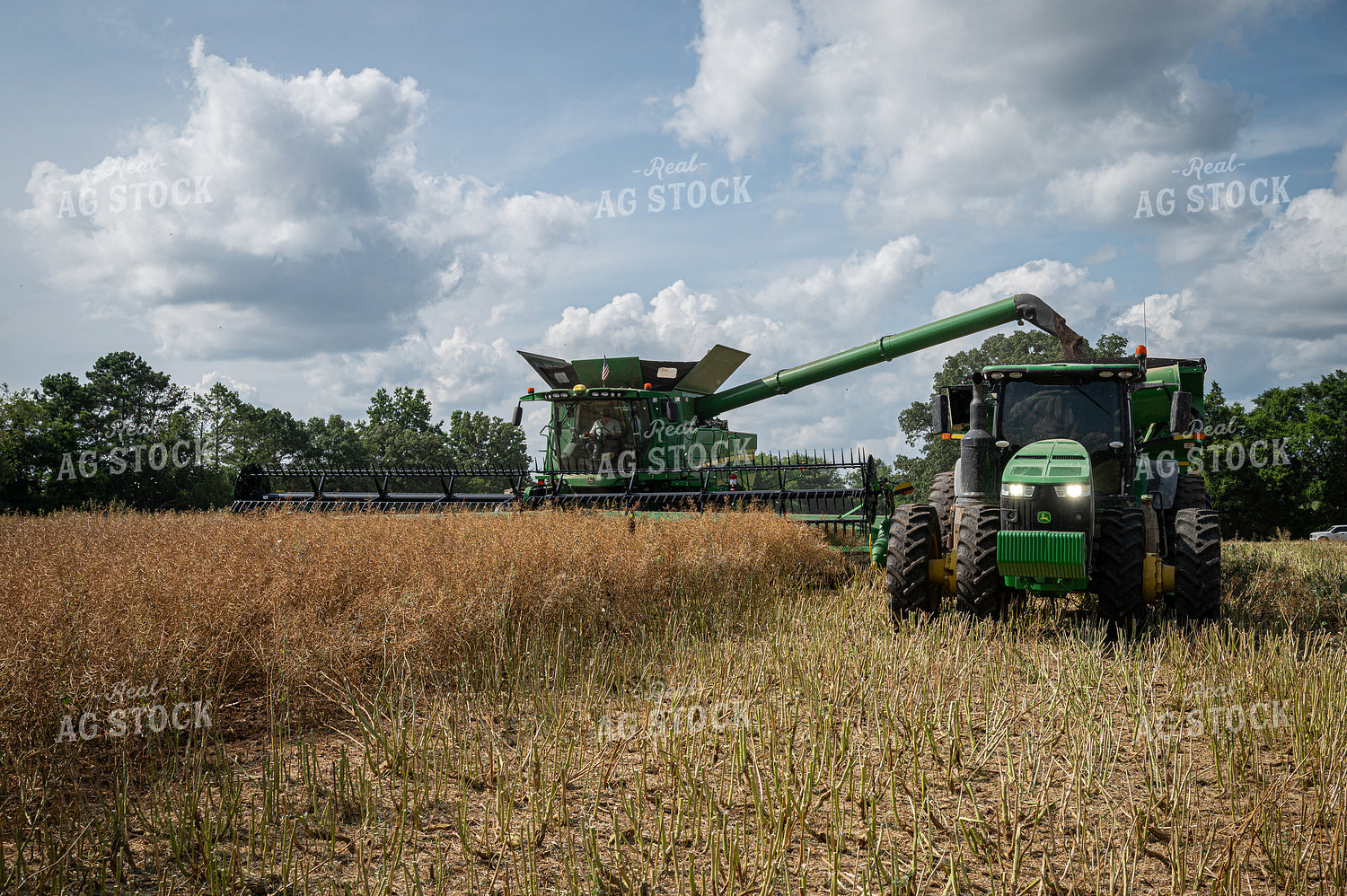 Canola Harvest 149129