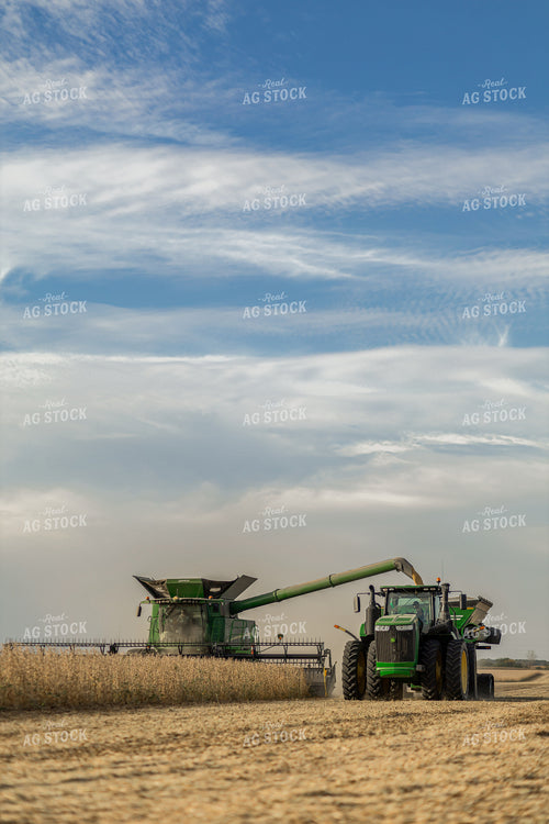 Soybean Harvest 93333