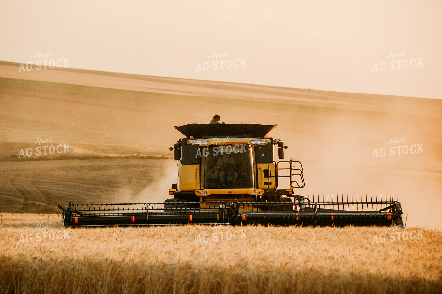 Combine Threshing Wheat 64099