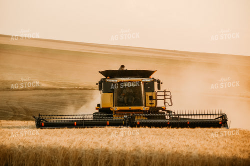 Combine Threshing Wheat 64099