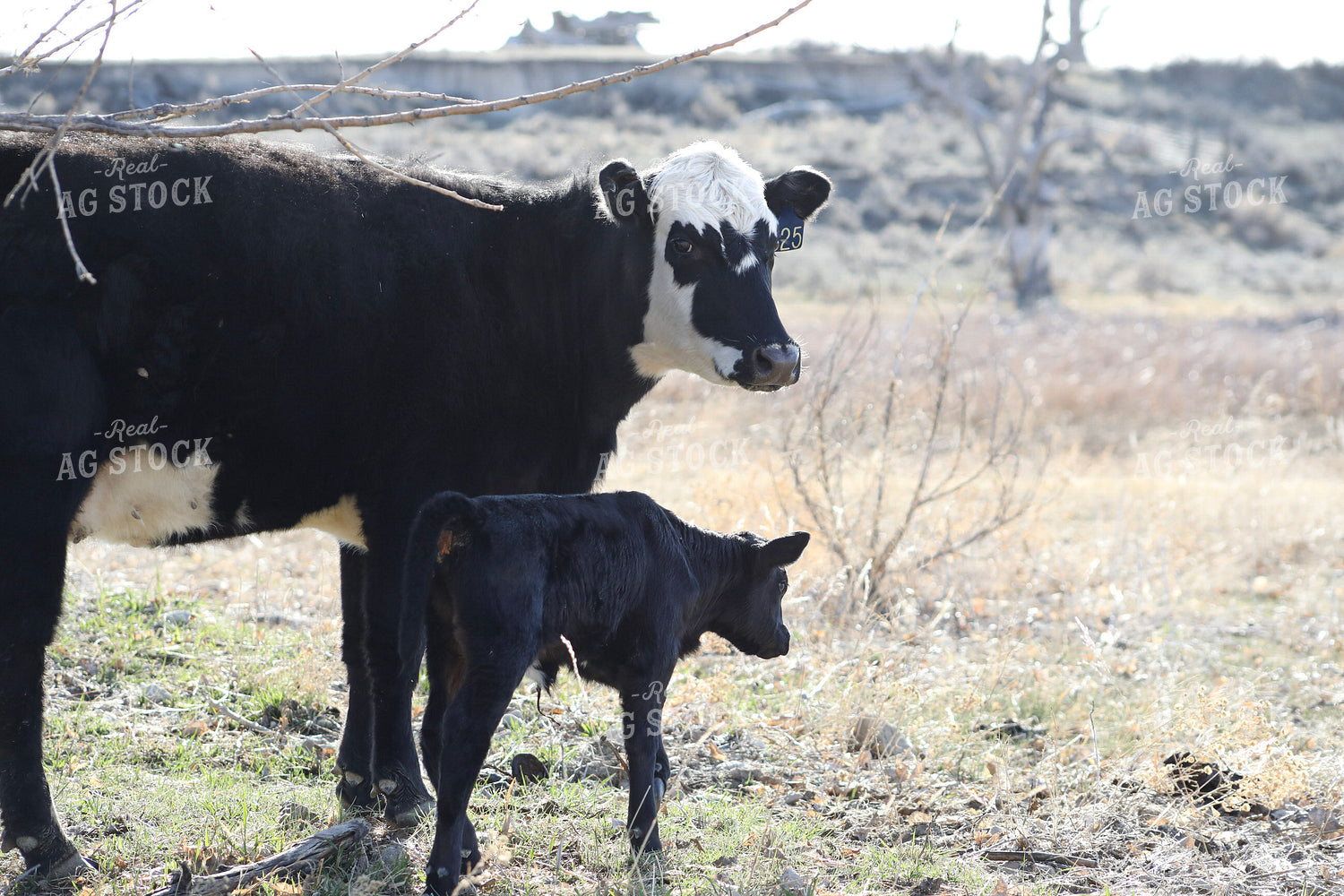 Cow Calf Pair 117223