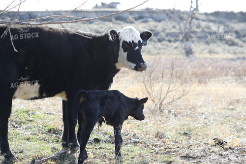 Cow Calf Pair 117223