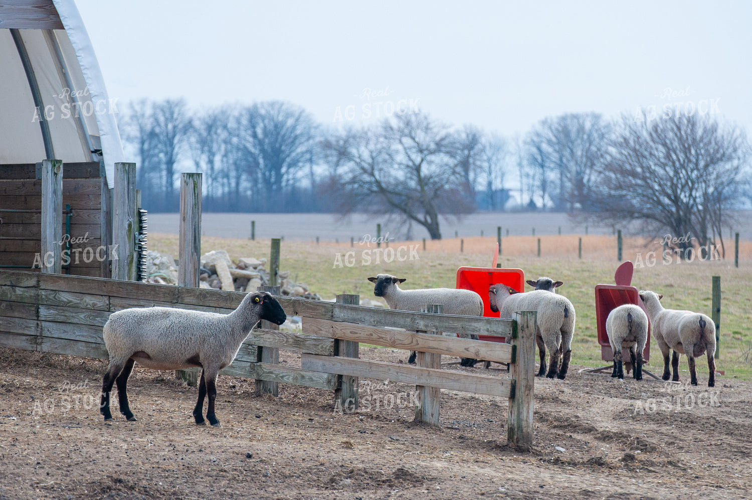 Sheep 103097