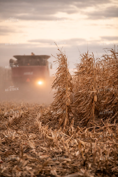Corn Harvest 76571