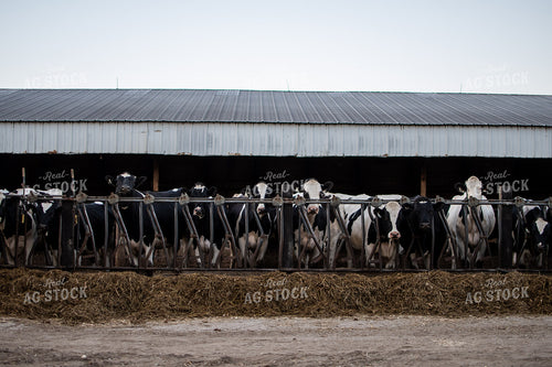 Holstein Cattle in Barn 50323