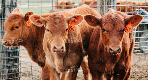 Calves in Pen 61008