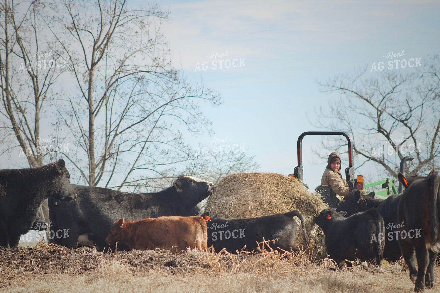 Farmer Feeding Cattle 251135