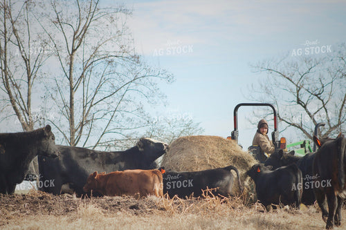 Farmer Feeding Cattle 251135