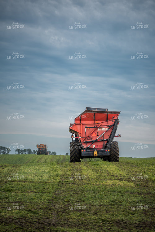 Harvesting Peas 76175