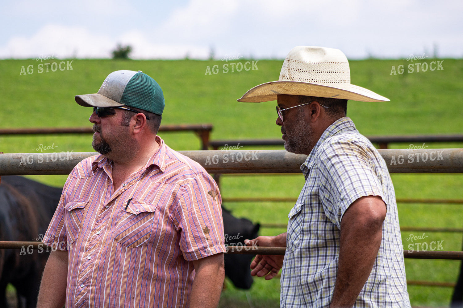 Ranchers Working Cattle 214208