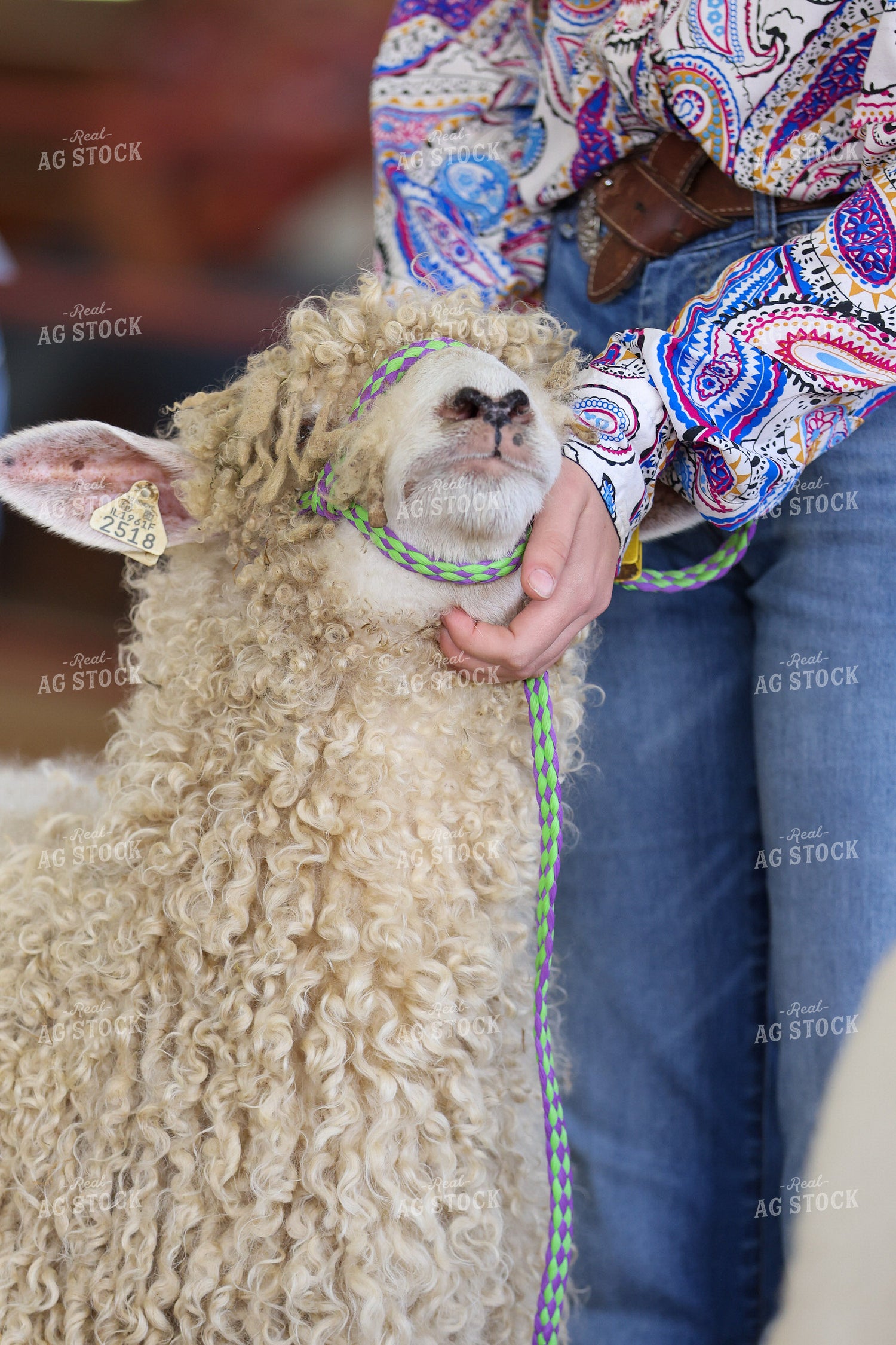 Sheep Show 160455