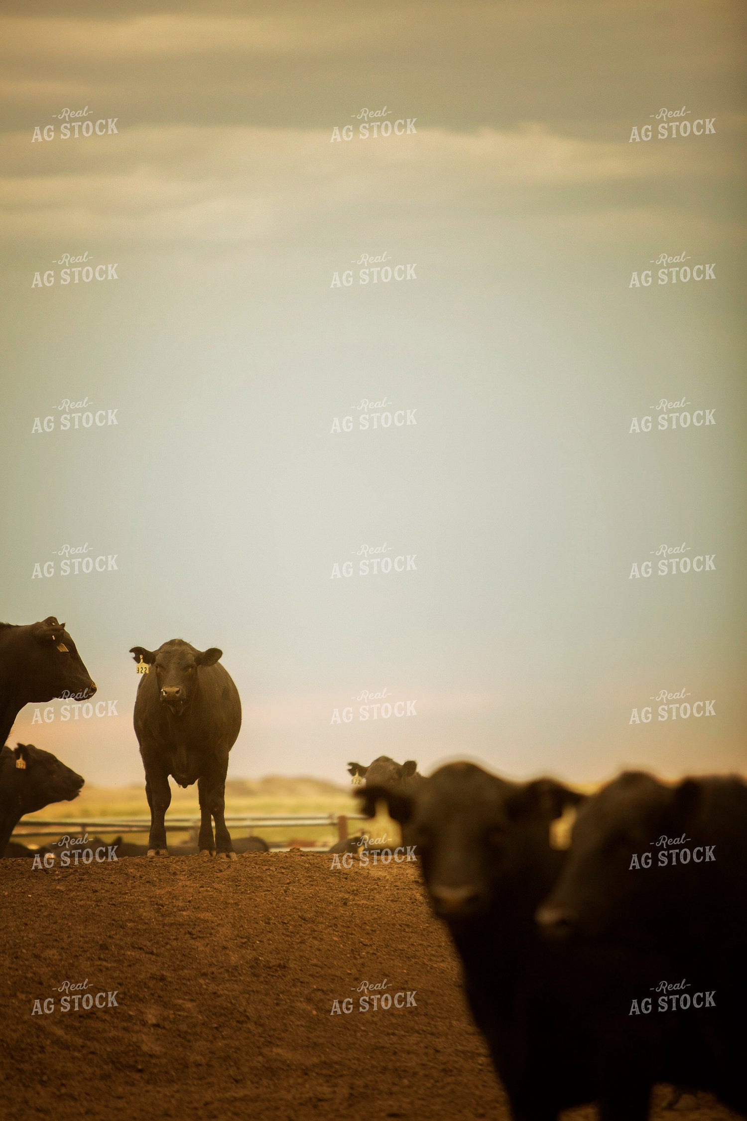 Feedyard Cattle 3850